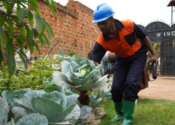 Could Backyard Farming Solve the Food Price Surge?