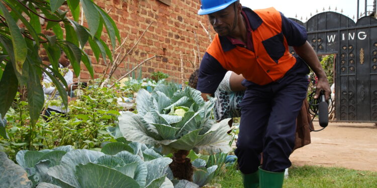 Could Backyard Farming Solve the Food Price Surge?