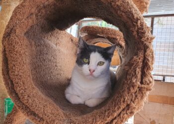 A Day At Kampala’s ‘Maddening’ Stray Pets’ Shelter