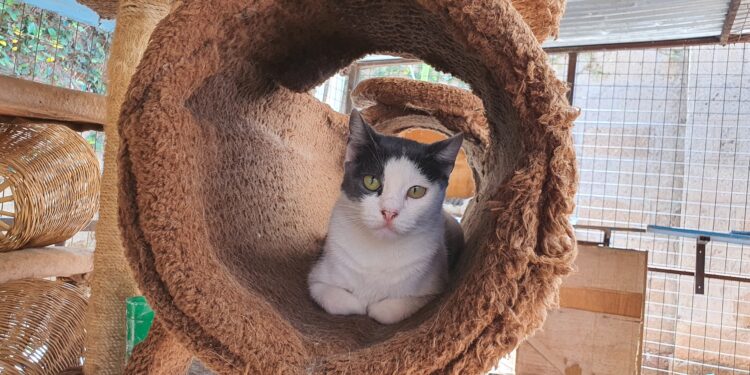 A Day At Kampala’s ‘Maddening’ Stray Pets’ Shelter