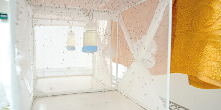 Can Gene-drive Technology Change Uganda’s War On Malaria?