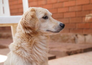 Kampala’s Only ‘Stray’ Safe Haven Creates Animal Rights Awareness
