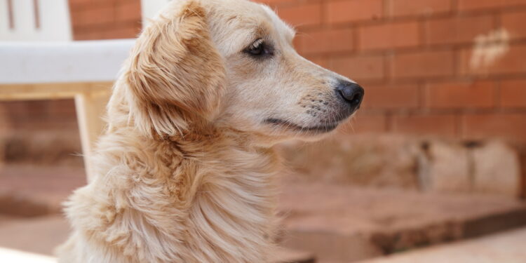 Kampala’s Only ‘Stray’ Safe Haven Creates Animal Rights Awareness