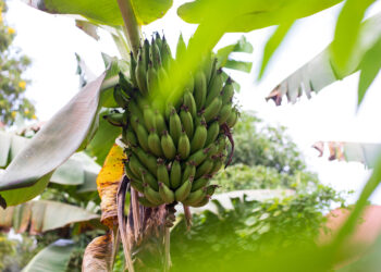 Innovator Pioneers Banana-made Fabric to Uganda’s Textile Industry