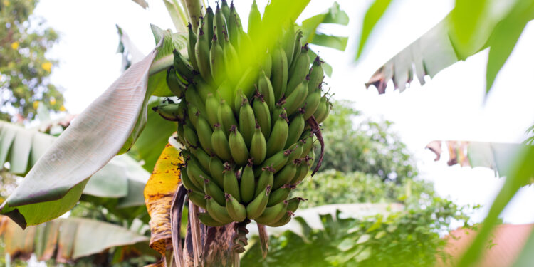 Innovator Pioneers Banana-made Fabric to Uganda’s Textile Industry