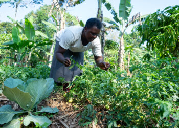 Climate Class Model Improves Farm Yields, Livelihoods in Rural Uganda