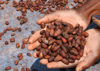 Cocoa Farmers Seek to Build Value As ‘Government Plans’ Delay