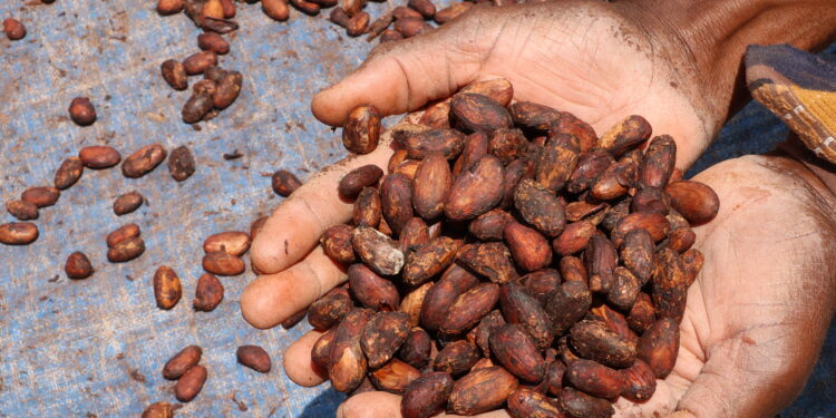 Cocoa Farmers Seek to Build Value As ‘Government Plans’ Delay