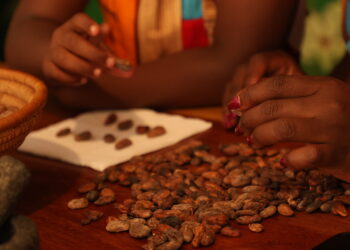Cocoa Farmers Seek to Build Value As ‘Government Plans’ Delay