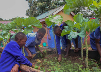 Planting Hope: School Backyard Garden Ends Hunger, Meets Learner Nutrition Needs