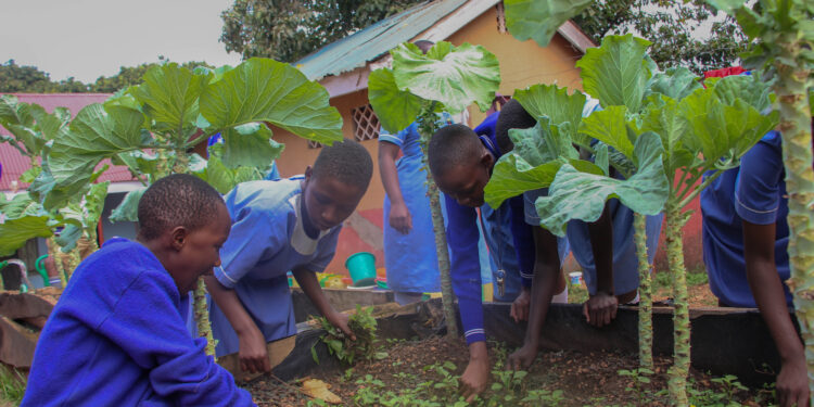 Planting Hope: School Backyard Garden Ends Hunger, Meets Learner Nutrition Needs