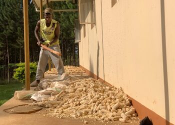 ‘Lukewarm’ Extension Services Push Maize Farmers Into Loss