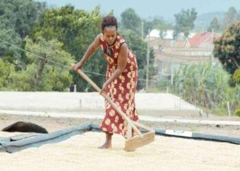 Nwoya Farmers Use Trees-planting to Boost Crop Production