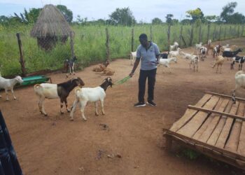 How Climate Smart Farming is Changing Farmers Prospects in Northern Uganda