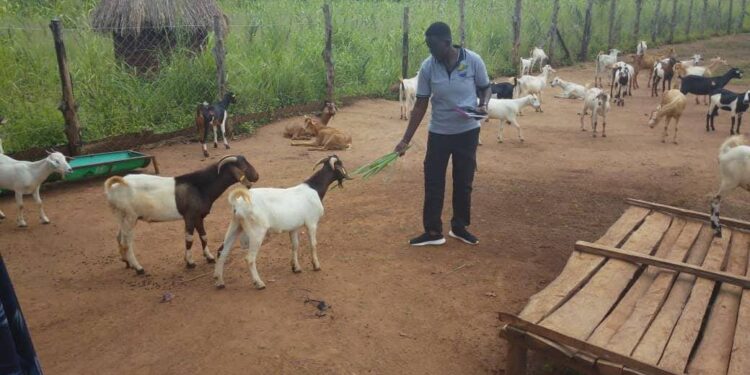 How Climate Smart Farming is Changing Farmers Prospects in Northern Uganda