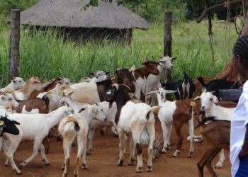 Atyak Farmers Switch to Regenerative Agriculture As Climate Change Bites