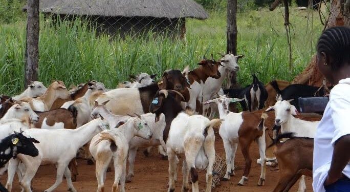 Atyak Farmers Switch to Regenerative Agriculture As Climate Change Bites